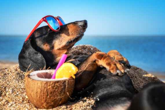 Hund liegt am Strand und macht Urlaub