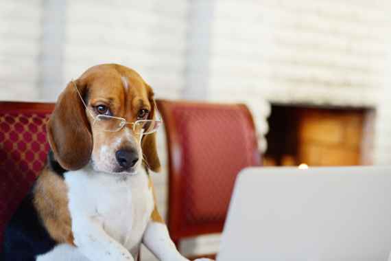 Hund sitzt mit Brille vor Laptop und schaut nachdenklich in die Kamera
