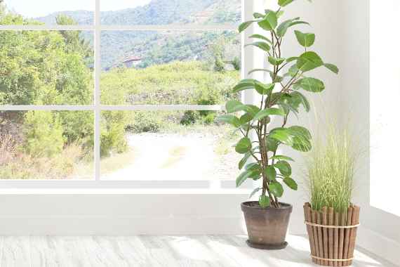 Empfehlungen für Professionist:innen": Zwei Blumentößfe mit Grünpflanzen stehen vor einem "bodentiefen" Fenster, durch welches man schöne, bewaldete Hügel sehen kann