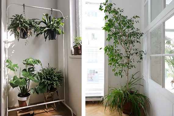 Verschiedene Grünpflanzen in einer Wohnung