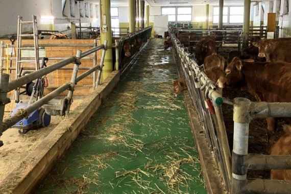 Elektrisches Förderband in der Mitte des Stalls zur Fütterung von Rindern. Rinder und Kälber fressen Futtermittel.
