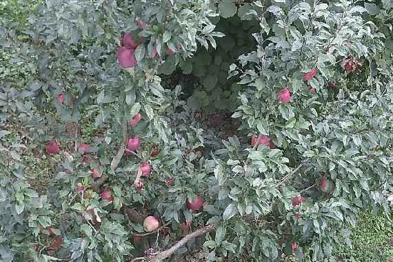 Apfelbaum