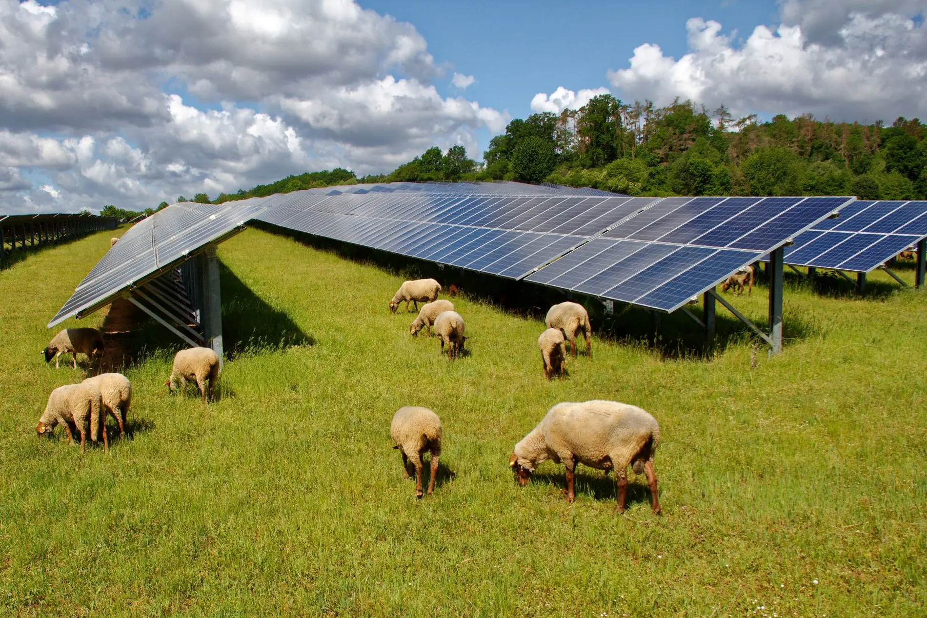 Schafe vor einer Freiflächensolaranlage - Agri PV