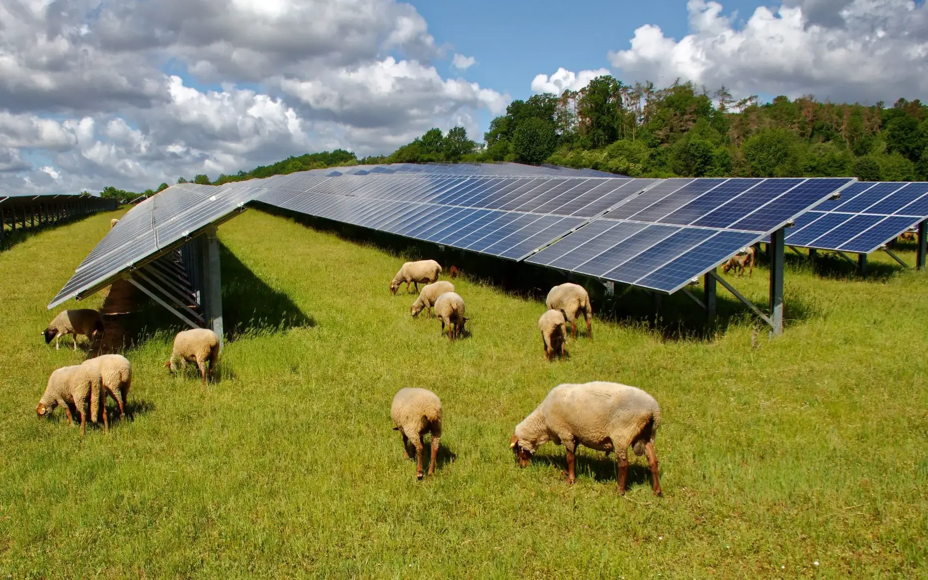 Schafe vor einer Freiflächensolaranlage - Agri PV