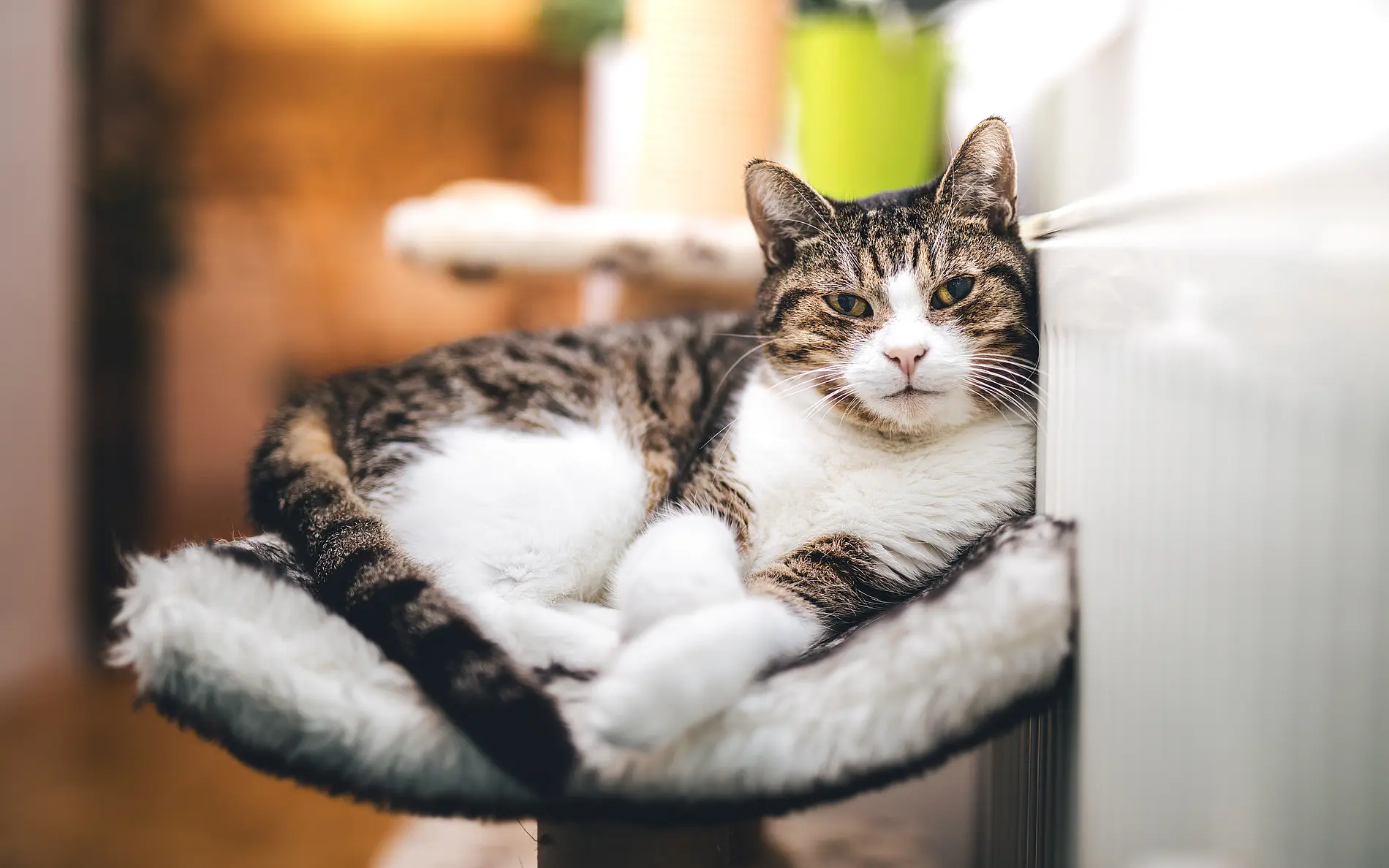 Nahaufnahme einer Hauskatze, die auf einem weichen, erhöhten Katzenbett liegt. Die Katze hat ein weißes Brust- und Bauchfell sowie ein braun-schwarz getigertes Fellmuster auf Rücken, Kopf und Schwanz. Der Kopf lehnt seitlich an einem hellen Heizkörper, der sich rechts im Bild befindet.  Die Katze liegt zusammengerollt auf einer flauschigen Liegefläche und blickt in Richtung Kamera. Der Hintergrund ist unscharf und zeigt einen Innenraum mit warmen Farbtönen. Durch die geringe Tiefenschärfe sind die Katze und der Heizkörper scharf hervorgehoben, während die Umgebung weich verschwimmt.  Das Bild vermittelt eine typische Wohnsituation, in der eine Katze einen warmen Platz in der Nähe eines Heizkörpers zum Ausruhen nutzt.