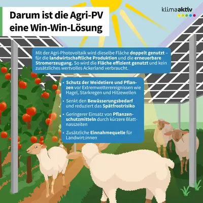 Infografik zu Agri-PV zeigt doppelte Flächennutzung: Landwirtschaft und Solarstrom. Schafe und Tomaten unter Solarmodulen, Vorteile wie Wetterschutz, geringerer Wasserbedarf und zusätzliche Einnahmen.