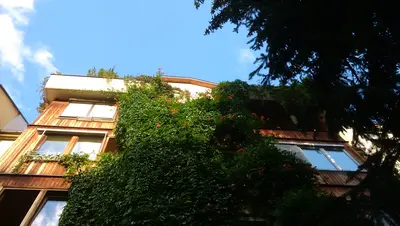 Ein Haus mit Holzfassade. Auf der Fassade schlingelt sich Efeu hinauf