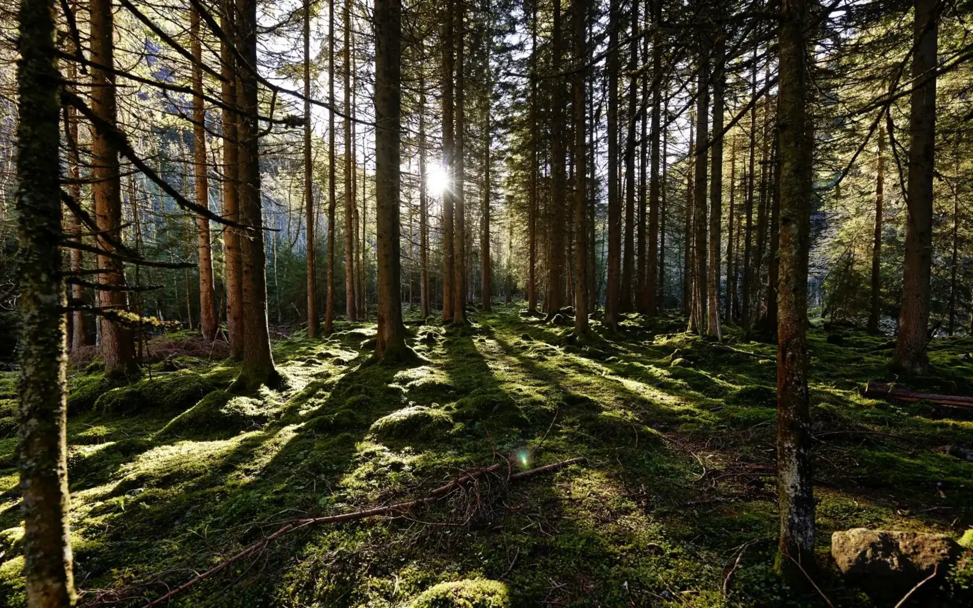 Bäume im Wald durch die die Sonne scheint