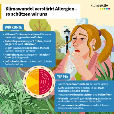 Die Infografik mit dem Titel „Klimawandel verstärkt Allergien – so schützen wir uns“ erklärt die Auswirkungen des Klimawandels auf die Pollenbelastung und gibt Tipps zum Schutz. Sie zeigt, dass höhere CO₂-Konzentrationen zu mehr und aggressiveren Pollen führen, die Pollensaison früher beginnt, länger dauert und intensiver ist. Es gibt kaum noch pollenfreie Monate, invasive Arten wie Ragweed breiten sich aus, und Luftschadstoffe verstärken zusätzlich die Belastung. Die Grafik veranschaulicht dies mit einer Person, die sich die Nase putzt, um Allergiesymptome darzustellen, umgeben von Pflanzen und einem blauen Infokasten mit den genannten Wirkungen. Darunter befindet sich ein Kreisdiagramm zur Pollensaison. Rechts unten sind Tipps in einem blauen Feld: Pollenwarnsysteme nutzen, Lüften zu bestimmten Zeiten, Pollenschutzgitter und Filter verwenden, Kleidung wechseln und Haare waschen sowie Räume feucht halten. Die Farbgestaltung ist freundlich, mit grünen Pflanzen und blauen Informationsfeldern.