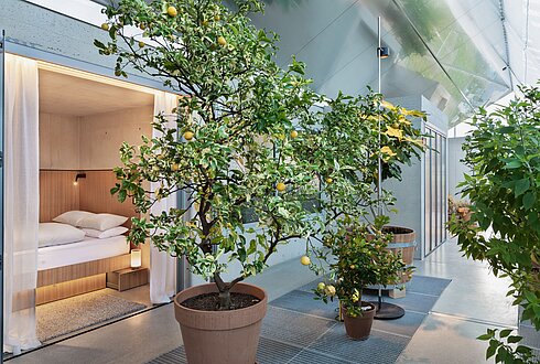 Glashaus von innen. Zu sehen sind mehrere Bäume und eine Kabine mit Bett